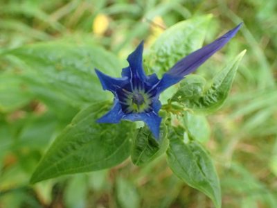Gentiana asclepiadea, photographed by Juraj Ahel