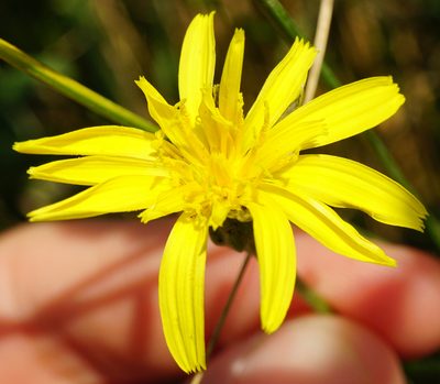 Scorzonera cana, photographed by Patrick Hacker