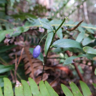 Drymophila cyanocarpa, photographed by Cowirrie
