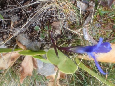 Gentianopsis ciliata, photographed by Juraj Ahel