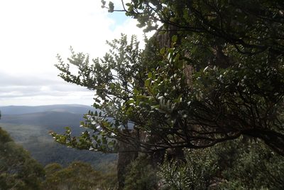 Nothofagus cunninghamii, photographed by Cowirrie