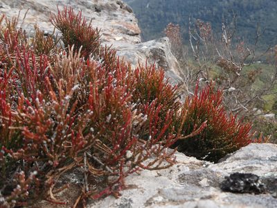 Exocarpos humifusus, photographed by Cowirrie