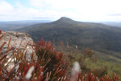 Exocarpos humifusus, photographed by Cowirrie