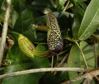 Aristolochia papillaris, photographed by Helio Lourencini