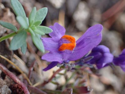 Linaria alpina, photographed by Juraj Ahel