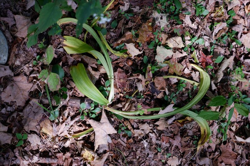 Melanthium hybridum, photographed by Bonnie Semmling