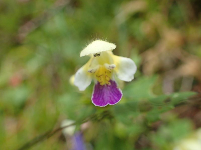 Galeopsis speciosa, photographed by Juraj Ahel