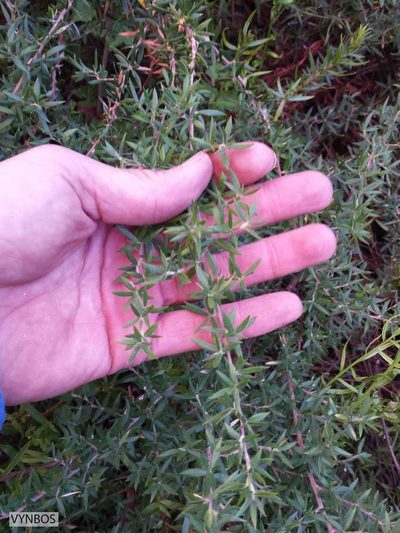 Cliffortia esterhuyseniae, photographed by Chris Vynbos