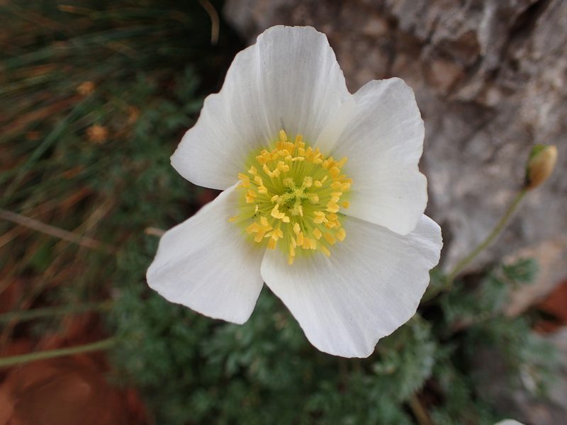 Oreomecon alpina, photographed by Juraj Ahel