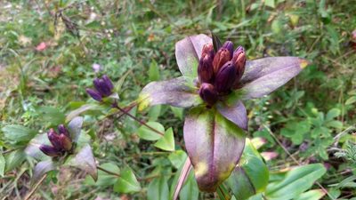 Gentiana clausa, photographed by Researcher, biologist, wildlife frolicker