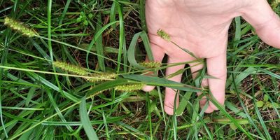 Setaria pumila, photographed by Oleksii Vasyliuk
