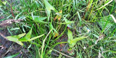 Sagittaria sagittifolia, photographed by Oleksii Vasyliuk
