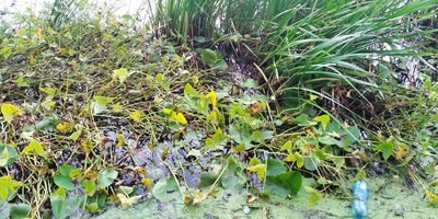Sagittaria sagittifolia, photographed by Oleksii Vasyliuk