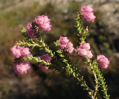 Erica fimbriata, photographed by Nicola van Berkel