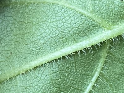 Helianthus atrorubens, photographed by Brian Finzel