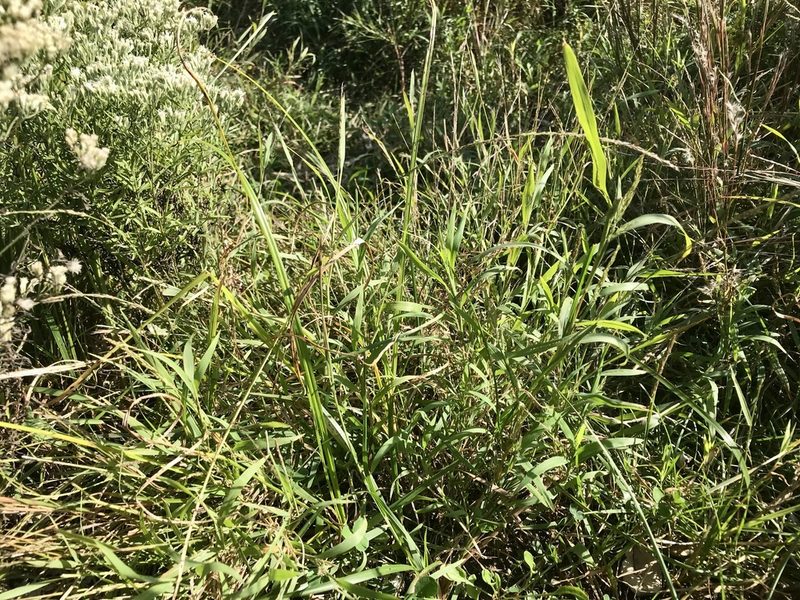 Muhlenbergia frondosa, photographed by Chase Mathey
