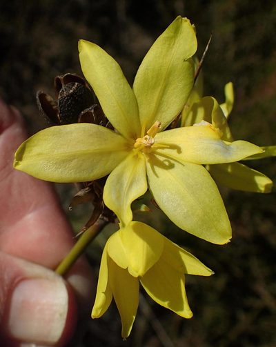 Bobartia robusta, photographed by Nicola van Berkel