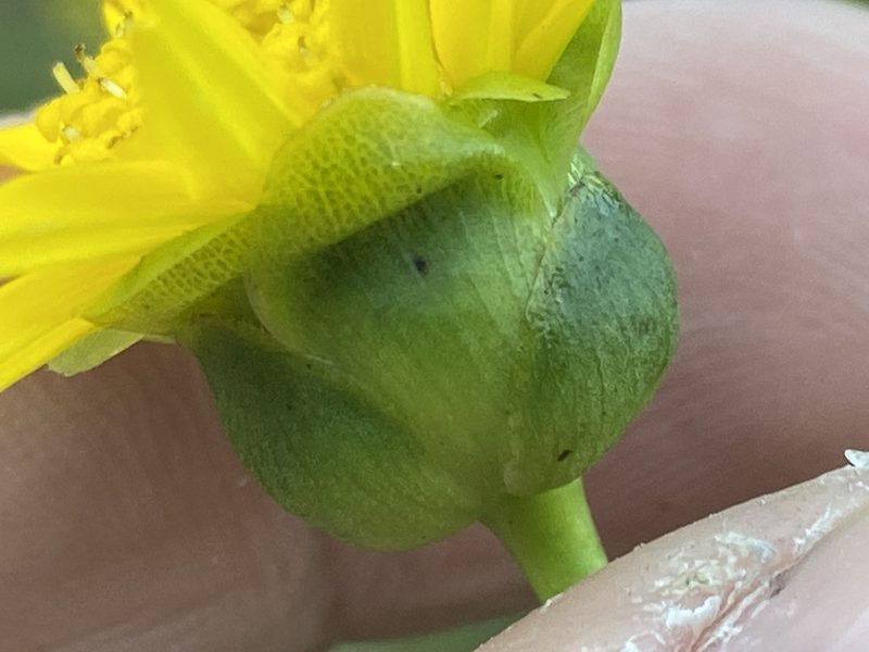 Silphium terebinthinaceum, photographed by Brian Finzel
