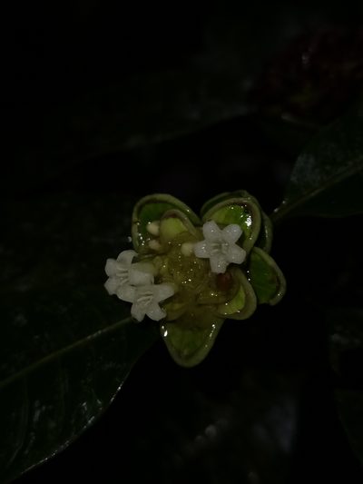 Palicourea glomerulata, photographed by Eduardo Chacón Madrigal