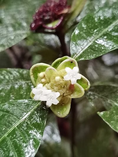 Palicourea glomerulata, photographed by Eduardo Chacón Madrigal