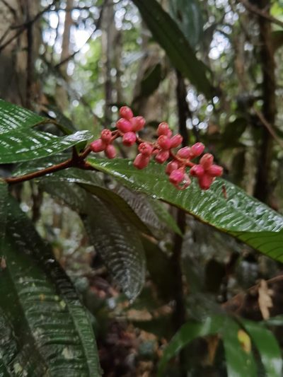 Miconia simplex, photographed by Eduardo Chacón Madrigal
