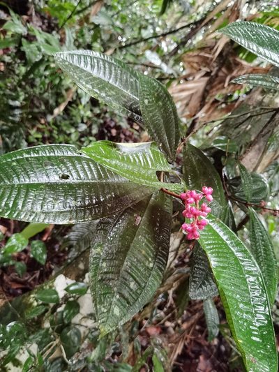 Miconia simplex, photographed by Eduardo Chacón Madrigal