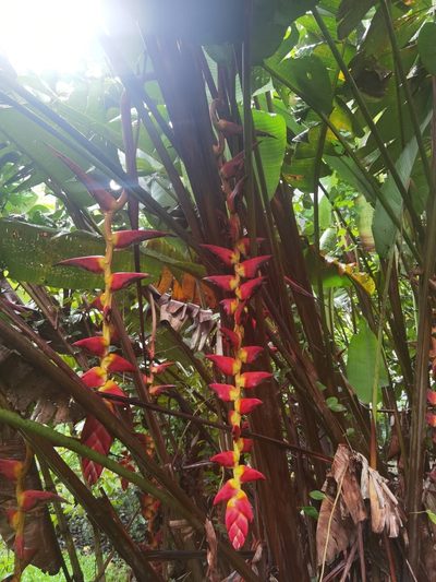 Heliconia pogonantha, photographed by Eduardo Chacón Madrigal