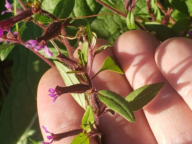 Cuphea viscosissima, photographed by Mark Richman