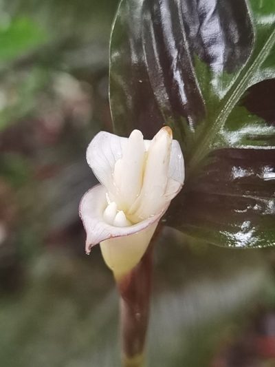 Goeppertia warszewiczii, photographed by Eduardo Chacón Madrigal