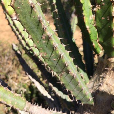 Euphorbia tetragona, photographed by Andrew Gillespie