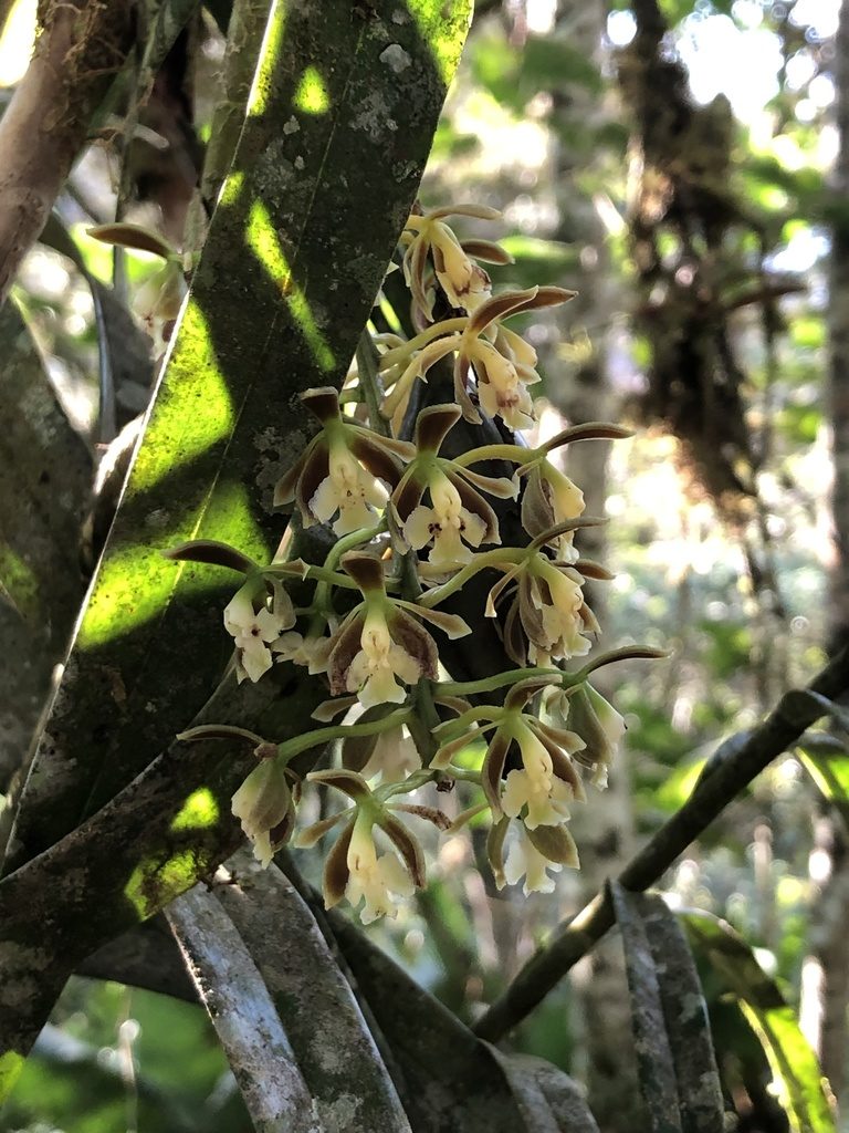 Epidendrum bambusiforme, photographed by Skjold Søndergaard