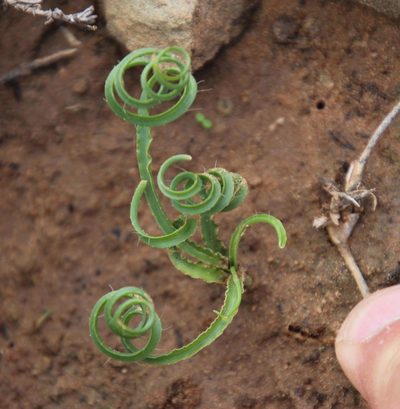 Dipcadi crispum, photographed by Tony Rebelo