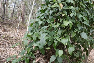 Clematis glycinoides, photographed by Greg Tasney