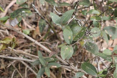 Notelaea ovata, photographed by Greg Tasney