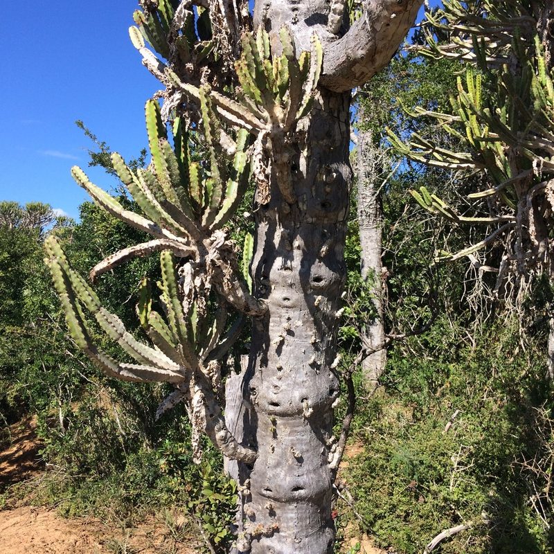 Euphorbia tetragona, photographed by Andrew Gillespie