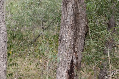 Angophora subvelutina, photographed by Greg Tasney