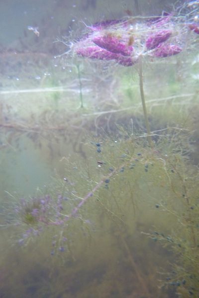 Utricularia muelleri, photographed by coenobita