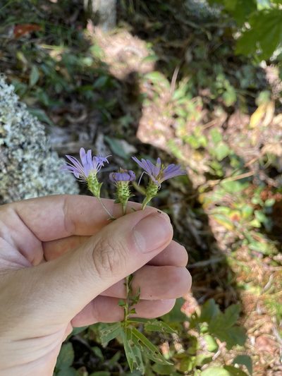 Eurybia surculosa, photographed by Brandon Wheeler