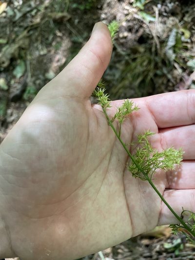 Stenanthium gramineum, photographed by Brandon Wheeler