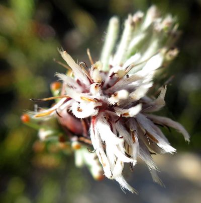 Paranomus centaureoides, photographed by Di Turner