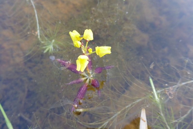 Utricularia muelleri, photographed by coenobita