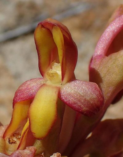 Disa bolusiana, photographed by Nicola van Berkel