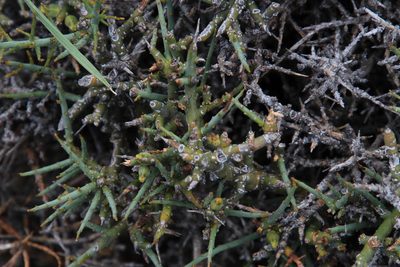Thesium hystrix, photographed by Tony Rebelo