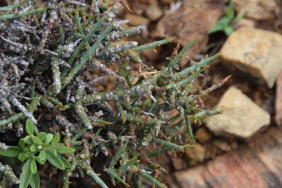 Thesium hystrix, photographed by Tony Rebelo