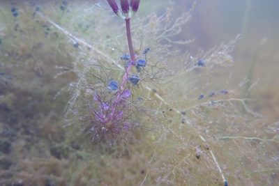 Utricularia muelleri, photographed by coenobita
