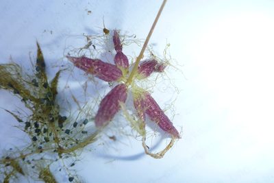 Utricularia muelleri, photographed by coenobita