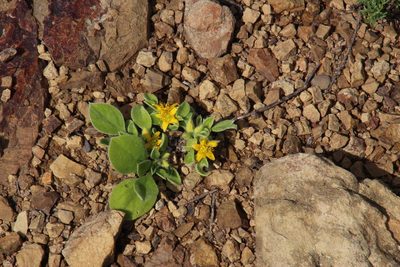 Aizoon glinoides, photographed by Tony Rebelo