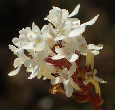 Selago brevifolia, photographed by Nicola van Berkel