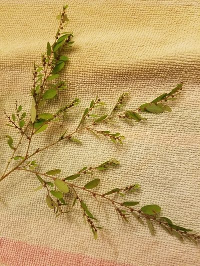 Phyllanthus caroliniensis, photographed by Lori Schuster