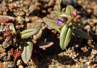 Collinsia callosa, photographed by Steve Matson